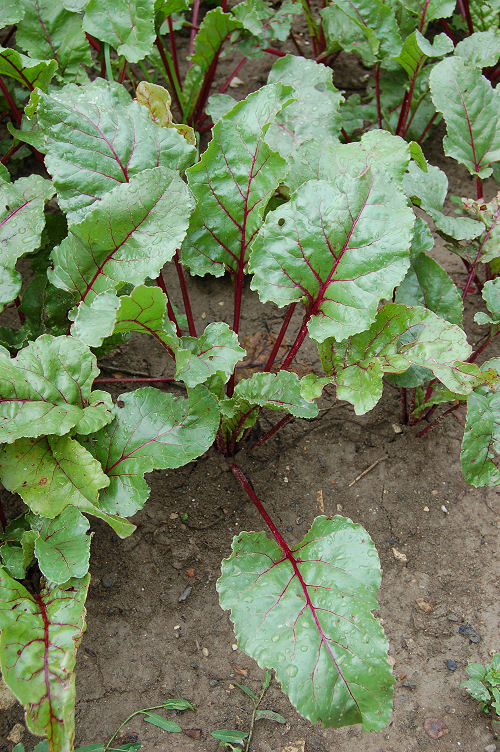 چغندر لبویی